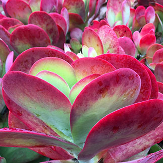 Grand Park Plants